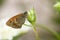 Coenonympha pamphilus