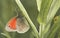 Coenonympha pamphilus