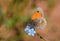 Coenonympha pamphilus , The small heath butterfly on blue flower , butterflies of Iran