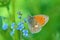 Coenonympha pamphilus , The small heath butterfly sitting on blue flower , butterflies of Iran