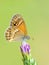 Coenonympha saadi , Persian heath butterfly
