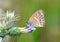 Coenonympha saadi , Persian heath butterfly