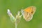 Coenonympha saadi , Persian heath butterfly , butterflies of Iran