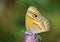 Coenonympha saadi , Persian heath butterfly on flower