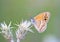 Coenonympha saadi , Persian heath butterfly on flower