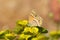 Coenonympha saadi , Persian heath butterfly on flower