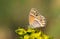 Coenonympha saadi , Persian heath butterfly on flower