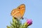 Coenonympha saadi , Persian heath butterfly on flower against blue sky