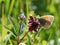 Coenonympha tullia butterfly large ringlet common heath