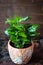 Coffea arabica - coffee plant in a flower pot.