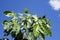 Coffea tree with green leaves