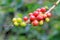 Coffee bean, coffee cherries or coffee berries on coffee tree, near El Jardin, Antioquia, Colombia