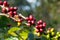 Coffee bean in coffee plantation.Fresh green and red berry coffee in organic farm