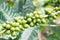 Coffee bean in coffee tree plantation.Fresh green berry of coffee in organic farm