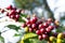 Coffee bean in coffee tree plantation.Fresh green berry of coffee in organic farm.  selective focus