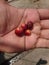 Coffee bean fresh from the tree & x28;coffee bean harvest time& x29;