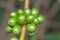 Coffee bean green fruits closeup - not mature - Coffea arabica