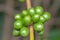 Coffee bean green fruits closeup - not mature - Coffea arabica