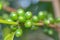 Coffee bean green fruits closeup - not mature - Coffea arabica