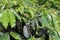 Coffee bean plant in weed garden in a tropical plantation