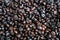 Coffee bean roast background dark texture