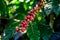 Coffee bean on tree at the mountain in farm northern Thailand