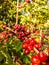 Coffee Bean Tree with ripe cherries or ripe coffee beans.