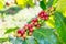 Coffee beans arabica ripe on a tree=