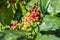 Coffee beans arabica ripe on a tree