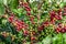 Coffee beans on a branch of tree.Red and green arabica coffee beans ripening on tree in coffeee plantation