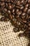 Coffee beans from canvas sack