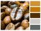 Coffee beans colour palette swatch