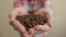 Coffee beans - man showing medium roasted coffee beans handful. man holding coffee beans in hands