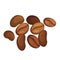 Coffee beans pile cartoon illustration. Robusta, arabica. Aromatic beverage with caffeine.