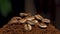 Coffee beans on pile of ground coffee