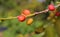 Coffee beans on the plant in cuetzalan, puebla, mexico VI