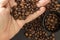 Coffee beans of quality roasted coffee in a man hand, selective focus
