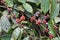 Coffee Beans ready to be picked up for processing