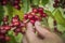 Coffee beans ripening on tree in North of thailand