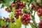 Coffee beans ripening on tree in North of thailand