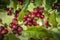 Coffee beans ripening on tree in North of thailand