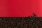 Coffee beans are scattered on a red paper background close-up, commercial copy space