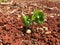 Coffee Beans Sprouting at Kauai Coffee Estate on Kauai Island, Hawaii.