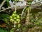 Coffee beans that are still green and still attached to the stem