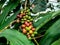 Coffee beans that are still green and still attached to the stem