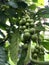 coffee beans on twigs - coffee tree