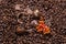 Coffee beans wallpaper with chocolate and viburnum berrie. Image