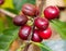 Coffee berries