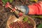 Coffee berries beans harvested by hand