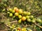 Coffee berries on bush branch